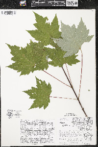 Acer rubrum var. rubrum image
