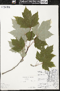 Acer rubrum var. rubrum image