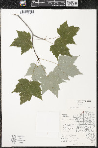 Acer rubrum var. rubrum image