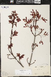Acer rubrum var. rubrum image