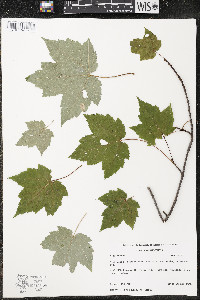 Acer rubrum var. rubrum image