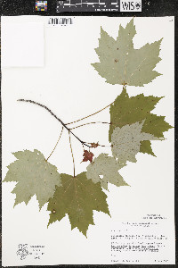 Acer rubrum var. rubrum image