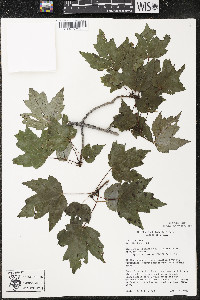 Acer rubrum var. rubrum image