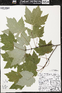 Acer rubrum var. rubrum image
