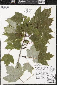 Acer rubrum var. rubrum image