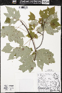 Acer rubrum var. rubrum image