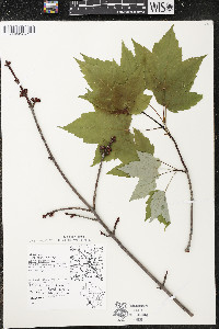 Acer rubrum var. rubrum image