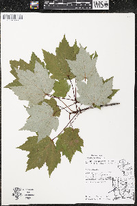 Acer rubrum var. rubrum image