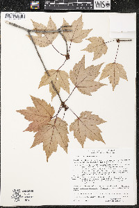 Acer rubrum var. rubrum image