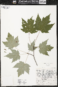 Acer rubrum var. rubrum image