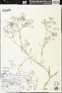 Gypsophila paniculata image