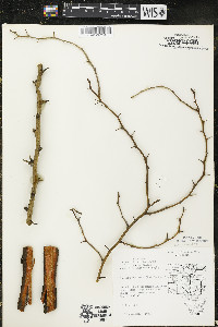 Maclura pomifera image
