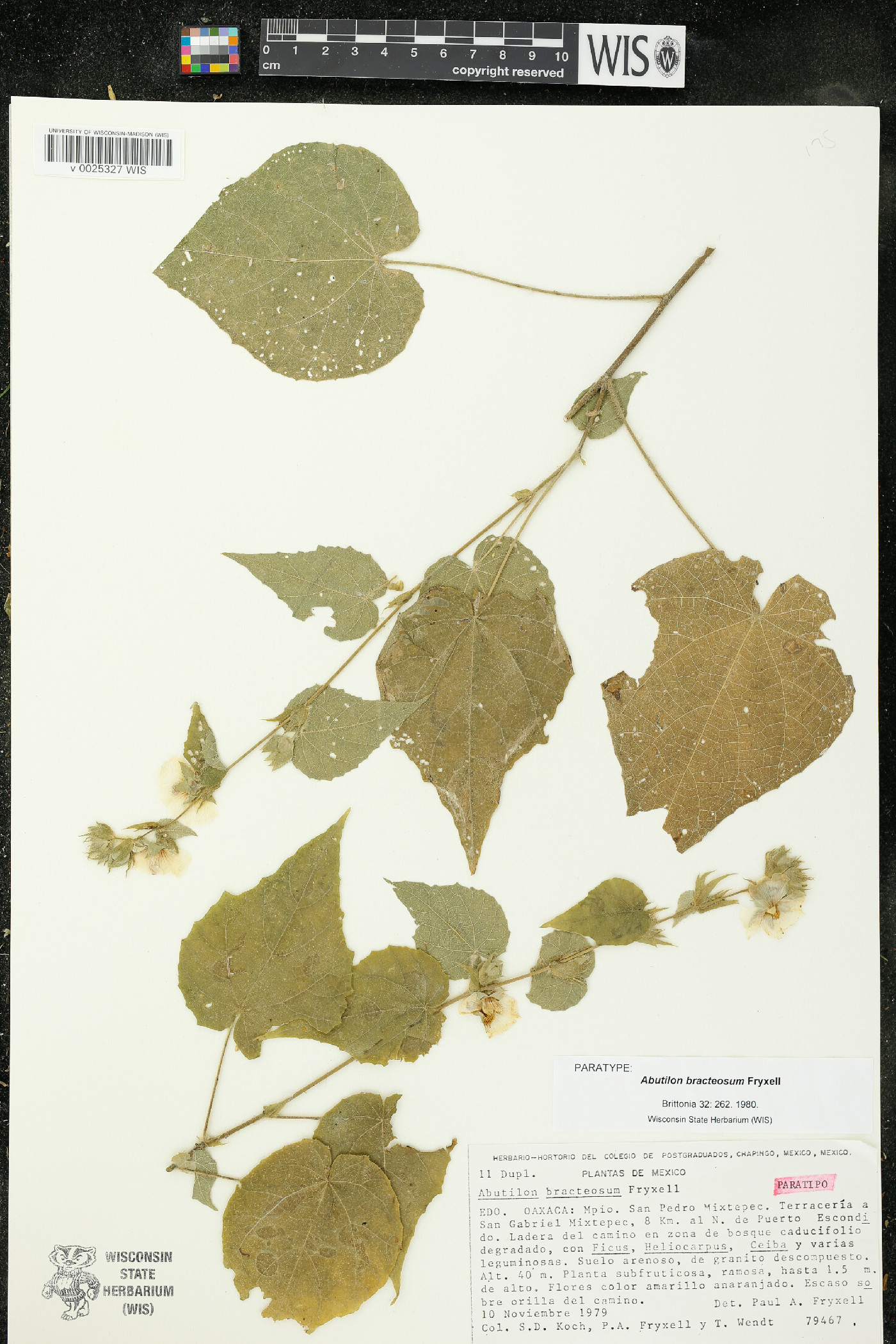 Abutilon bracteosum image