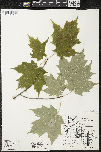 Acer saccharum var. saccharum image