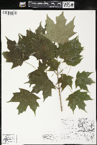 Acer saccharum var. saccharum image