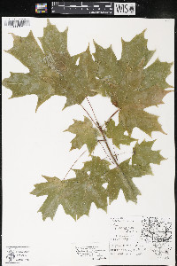 Acer saccharum var. saccharum image