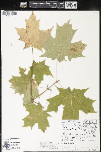 Acer saccharum var. saccharum image