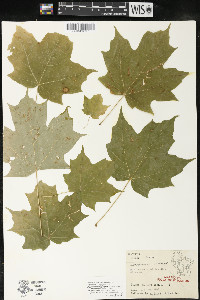 Acer saccharum var. saccharum image
