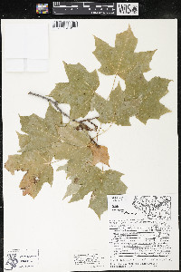 Acer saccharum var. saccharum image