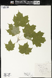 Acer saccharum var. saccharum image