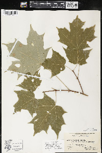 Acer saccharum var. saccharum image