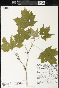 Acer saccharum var. saccharum image