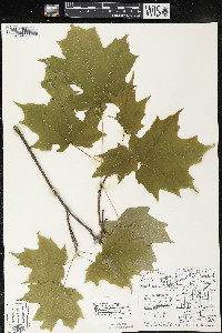 Acer saccharum var. saccharum image