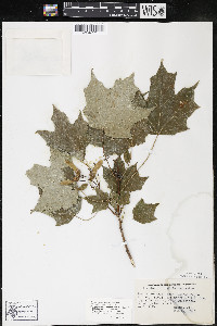 Acer saccharum var. saccharum image