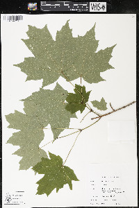 Acer saccharum var. saccharum image