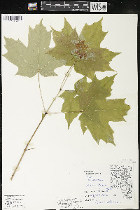 Acer saccharum var. saccharum image