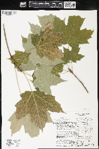 Acer saccharum var. saccharum image