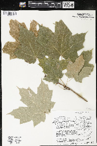 Acer saccharum var. saccharum image