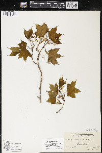 Acer saccharum var. saccharum image