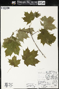 Acer saccharum var. saccharum image