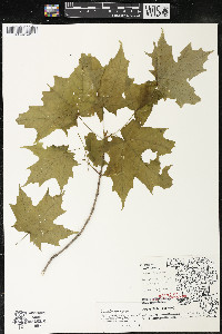 Acer saccharum var. saccharum image