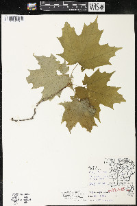 Acer saccharum var. saccharum image