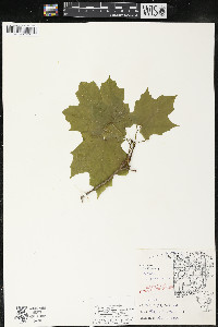 Acer saccharum var. saccharum image