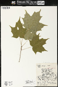 Acer saccharum var. saccharum image