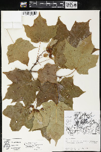 Acer saccharum var. saccharum image