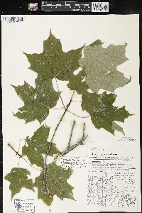 Acer saccharum var. saccharum image
