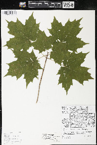 Acer saccharum var. saccharum image