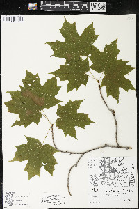 Acer saccharum var. saccharum image
