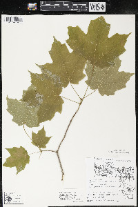 Acer saccharum var. saccharum image