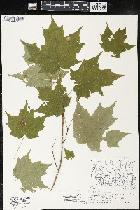 Acer saccharum var. saccharum image