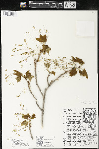 Acer saccharum var. saccharum image