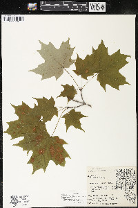 Acer saccharum var. saccharum image