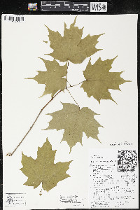 Acer saccharum var. saccharum image