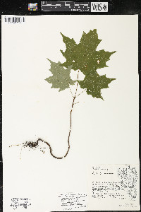 Acer saccharum var. saccharum image