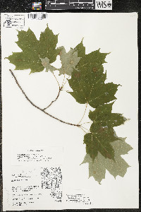 Acer saccharum var. saccharum image