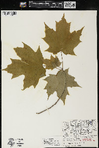 Acer saccharum var. saccharum image